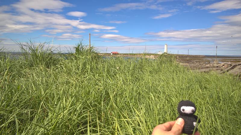 Neumel versteckt sich im Gras vor Grótta