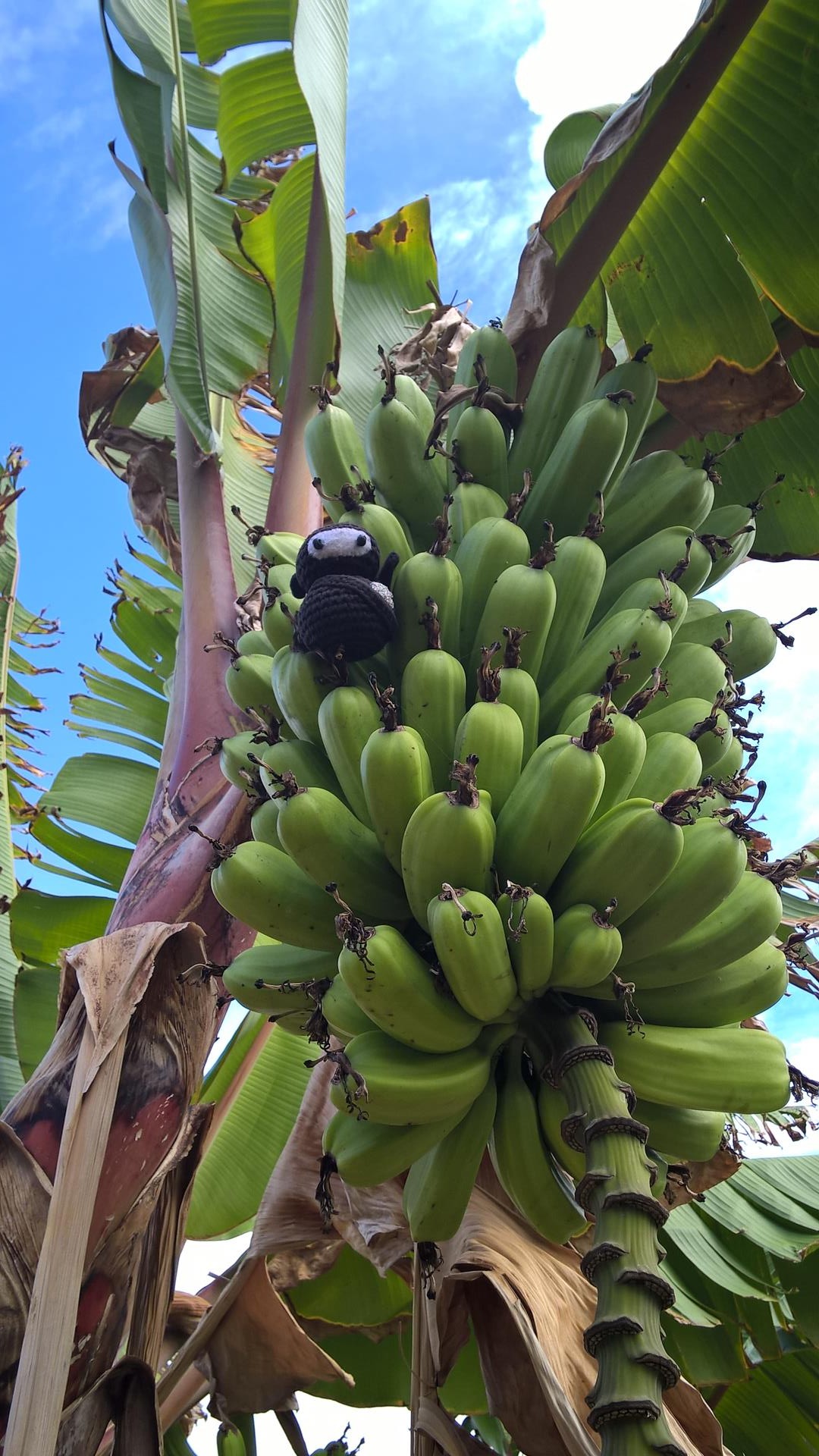 Hidden in the Banana: Ein Ninja kann in jegleicher Umgebung verschwinden