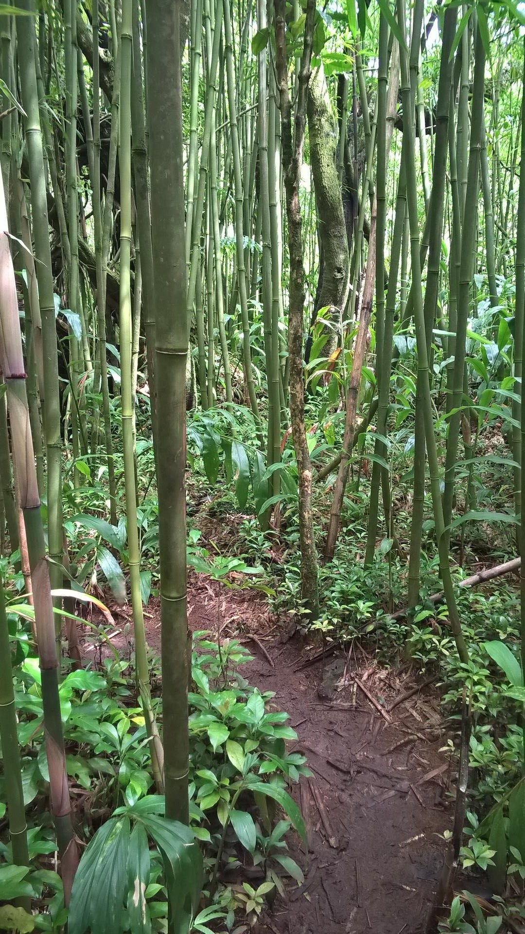 Auf solchen Pfaden ging es durch den Regenwald