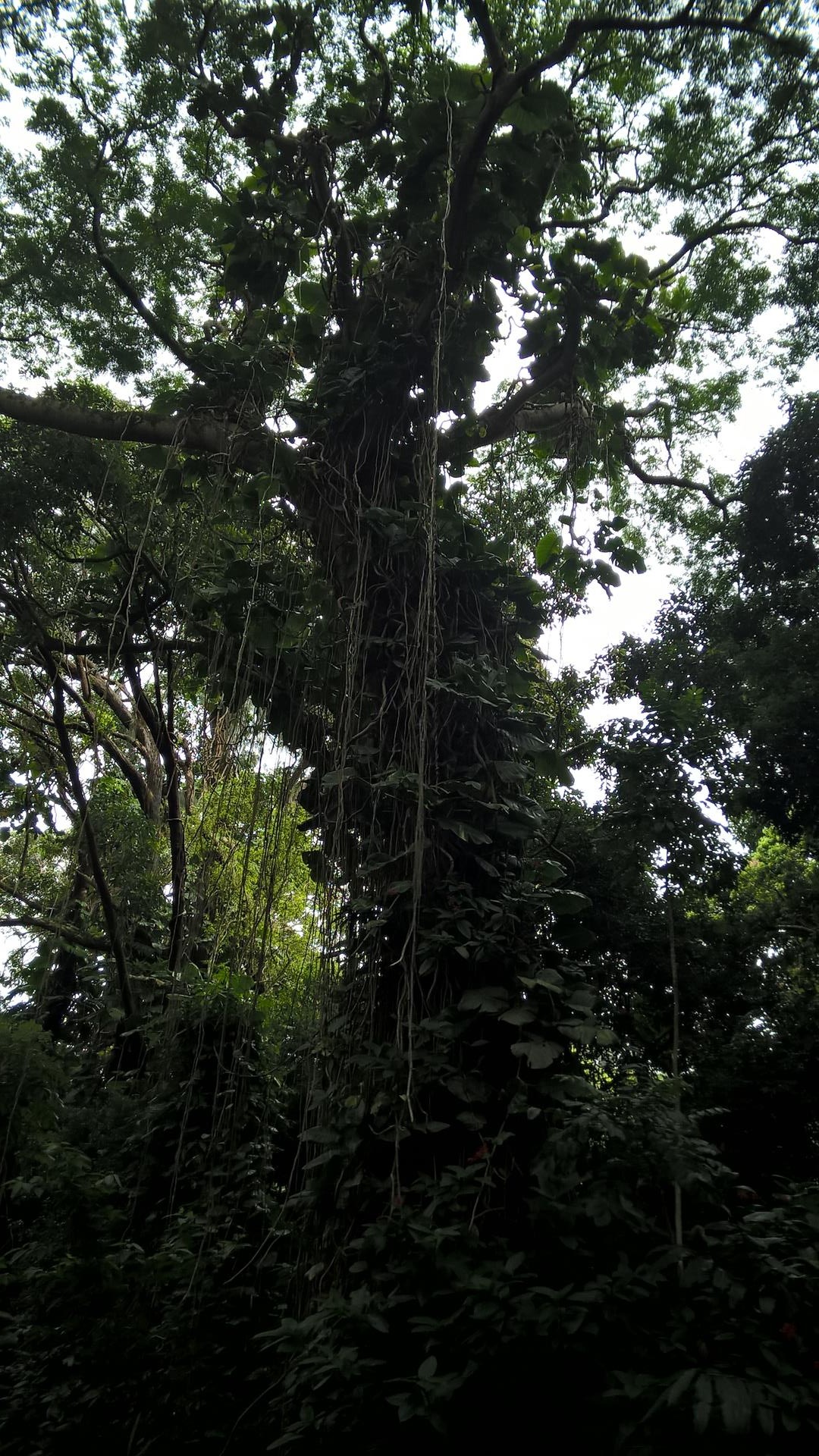 Baum