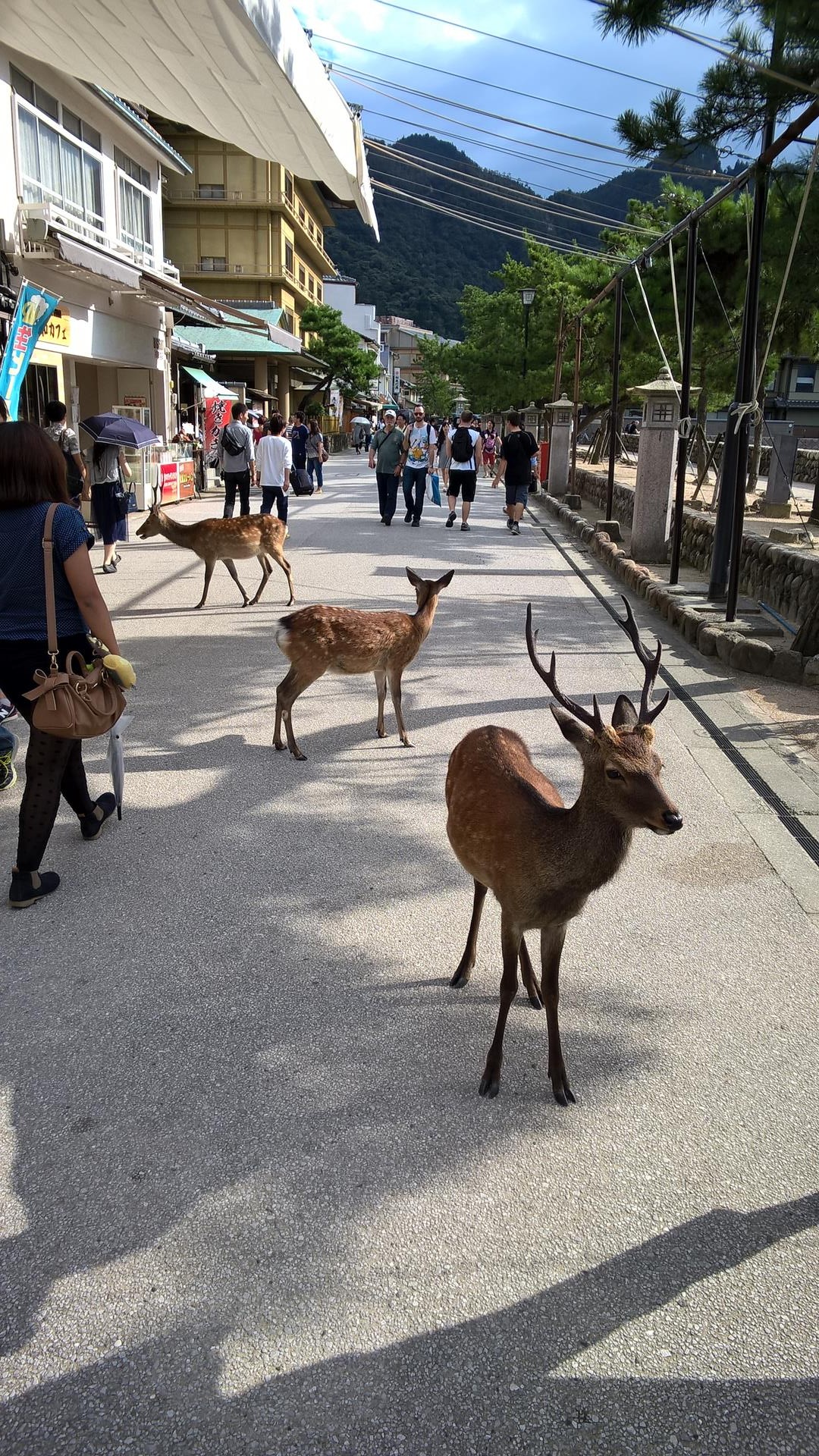 Auf dem Weg zum Schrein habe ich endlich auch mal die Rehe abgelichtet