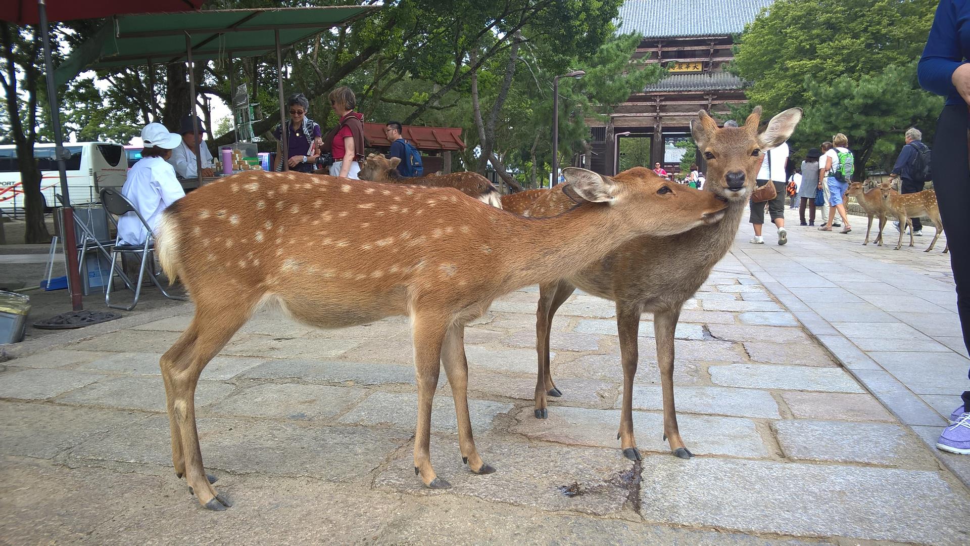 In Nara gibt es (fast) überall Rehe