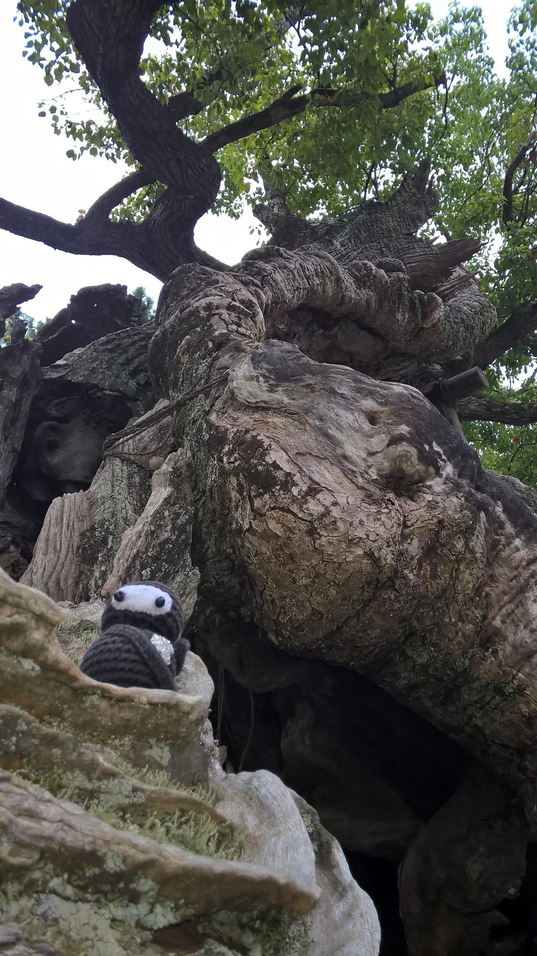 Neumel hat seinen Spaß: Mal wieder ein bischen im Baum rumklettern