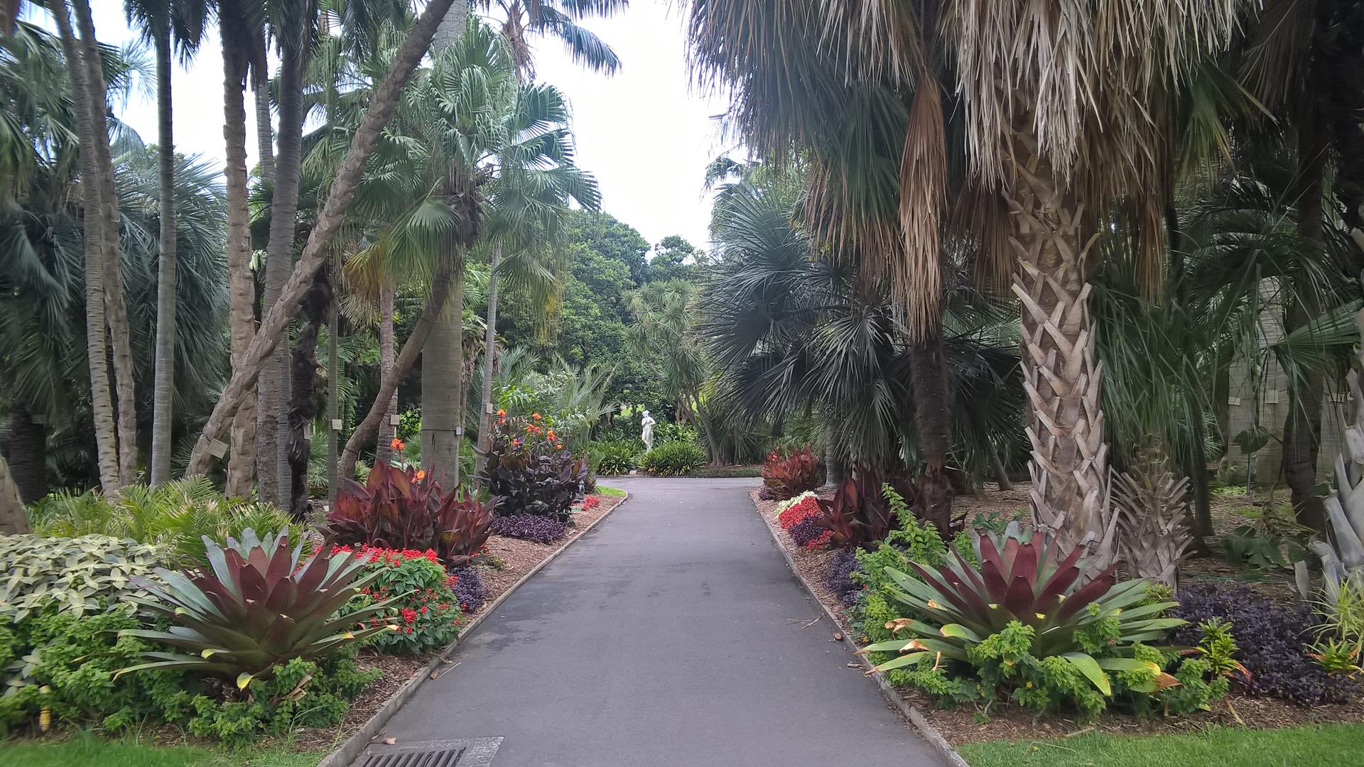 Der royale botanische Garten in Sydeny