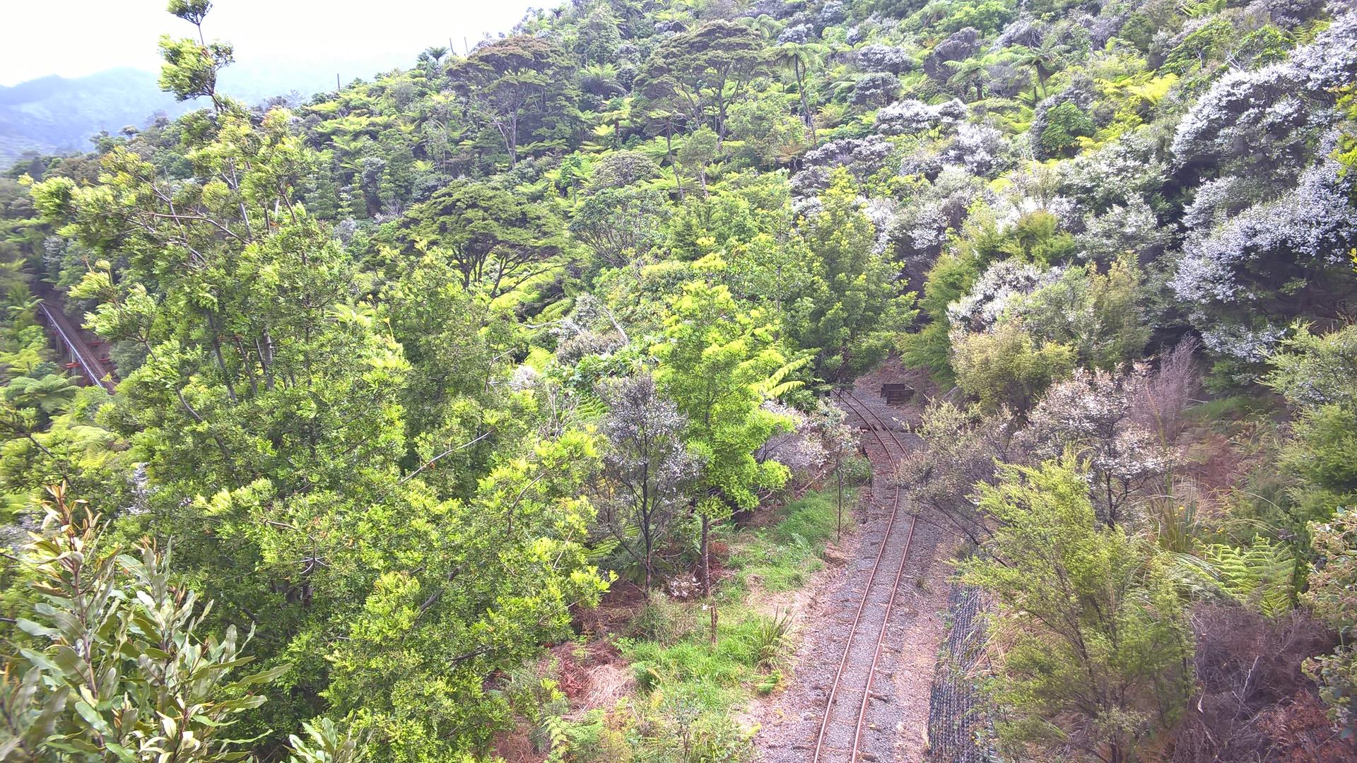 Durch den Urwald: Die kleine Bahntrasse geht vorbei an üppiger Vegetation