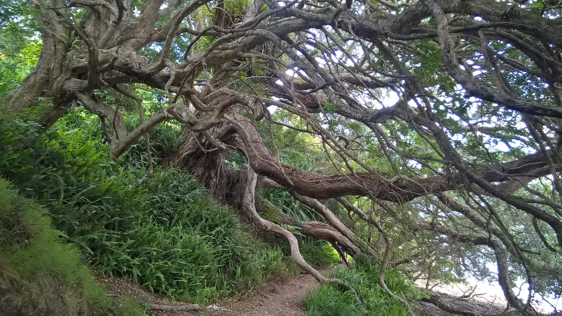 Zurück nach Paihia gins am Ufer entlang...